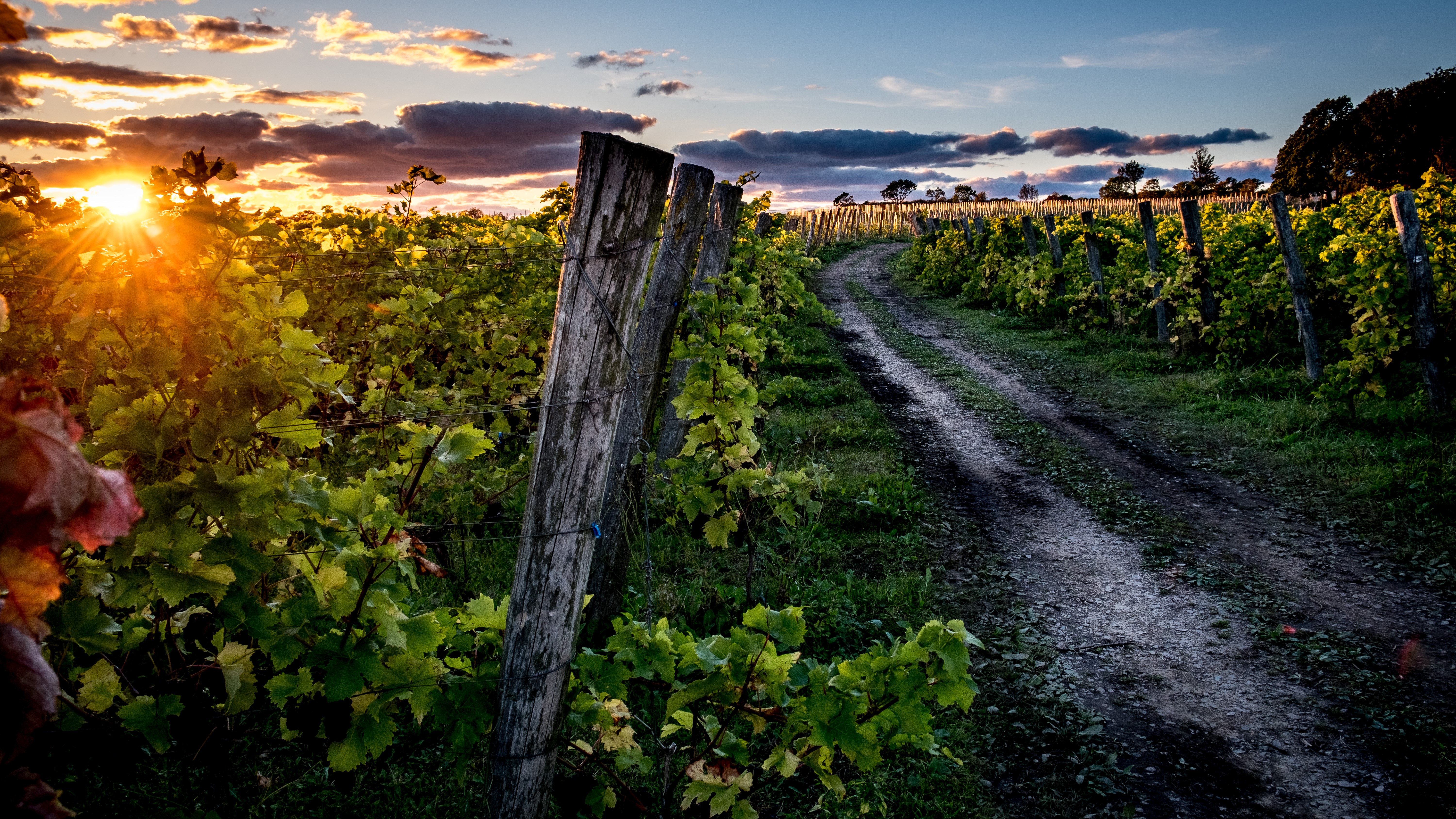 Vin och Trdgrdar i Skne